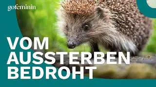Igel in Deutschland vom Aussterben bedroht
