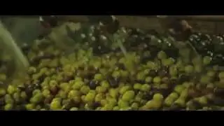 Organic Greek Extra Virgin Olive Oil - Best Extra Virgin Olive Oil