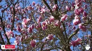 Magnolia champaca, known in English as champak
