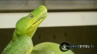 Snake Bytes TV - 