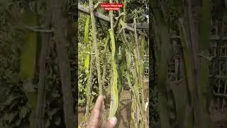 🍓 Dragon Fruit Farming | High Profit Plant 🌿#dragonfruit #nurseryplants #farming #shorts