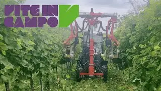 Vite in Campo 2023: Moro Group - 01