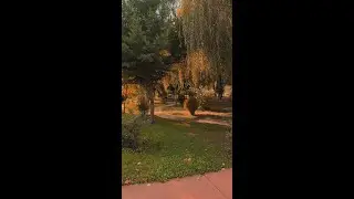 Toamna &icirc;n Cosmopolis