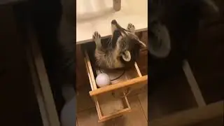 Funny and Cute Animals Video Compilation! | Crazy animals! Tik tok meme!