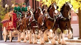 BUDWEISER TOUR, ST. LOUIS, MISSOURI