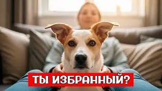 🐾 10 ПРИЗНАКОВ Что Собака ВЫБРАЛА Именно ВАС Своим ЛЮБИМЫМ Человеком
