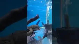 black ghost fish