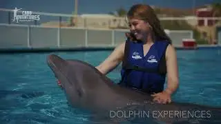 Swim with Dolphins in Cabo San Lucas 🐬 | Certified Dolphin Encounter in Mexico