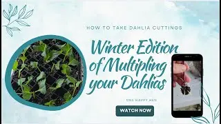 Dahlia Cutting Winter Adventure Continues