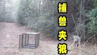 捕兽夹狼