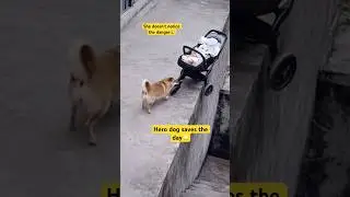 This dog is a hero ❤️ #shorts #heartwarming
