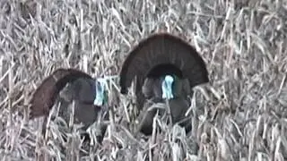 Hen Yelp Cadence