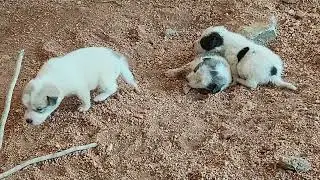 Dogs babys ki feeding milk Anand Ganga aadu thunnai 4 dog babys 05/10/2025  