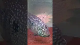 green texas cichlid fish #fish #cichlid #cichlids
