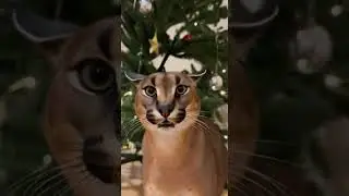 Caracal Goes Wild Without Warning #caracal #wildanimals #predator #animalbehavior #wildlife