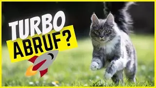 So lernt deine Katze ihren Namen & kommt auf Zuruf (6 Schritte)