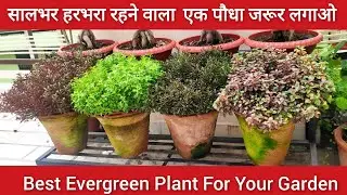 Best Evergreen permanent plant Alternanthera or lalsa plant care सालभर हरभरा रहने वाला पौधा एक पौधा