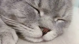 【LOVELY CATS DAILY 2023.11.9】Lofoo Shows You - Nose Allergies | CHUBBY MEOW SPACE | 老虎俾你睇 - 我有鼻敏感 😸😸