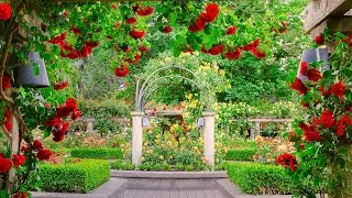 Summer Rose Garden 🌸🌷🌿 Beautiful & Relaxing Garden Tour