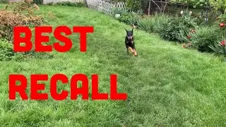 How to Train Your Dog the Most Reliable Recall