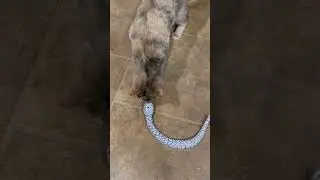😂😂Funny cats reaction to toy snake#220 #shorts#Pawzone