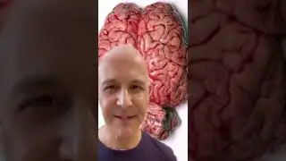 Грецкие орехи &mdash; самые полезные...Идентичны по форме нашему мозгу | Доктор Манделл #шорты