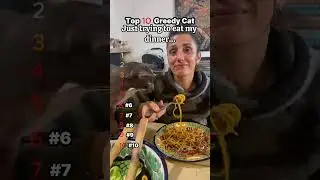 Top 10 Greedy Cats! #catvideos #cat