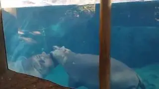 Cincinnati Zoo- Africa Exhibit Accessibility