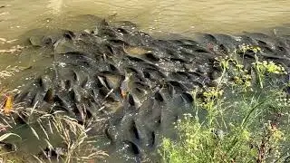 One in a Million Golden Carp Caughting Footages | Golden Carp Is Worth Watching | Rare Fish Catch