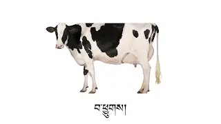 Tibetan Sight Words for Kindergarten &ndash; Farm Animals Vocabulary | High-Frequency Tibetan Words