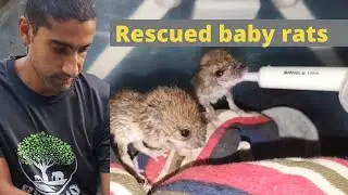HOW TO RESCUE  BABY  RATS RODENTS?!