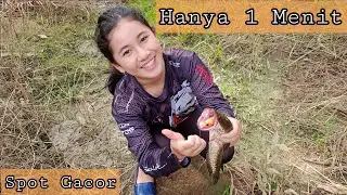 Hanya 1 menit umpan langsung disambar gabus, spot gacor || Aura Pawita casting gabus