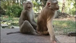 Gorgeous little monkey daily activity - Wildlife Video