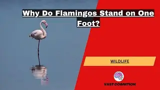 Why Do Flamingos Stand on One Foot? | Amazing Flamingo Facts!