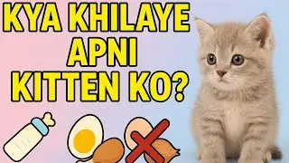 Best Food For Persian Kittens 🐱 🍼 | Young Kittens ke liye BEST FOOD 🍼🐾 | Healthy & Fast Growth Tips