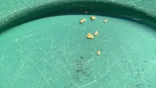 I&rsquo;M GIVING AWAY 1g OF GOLD!!! * 100 Subscriber Giveaway! * Lytle creek gold * (Watch Till The End)