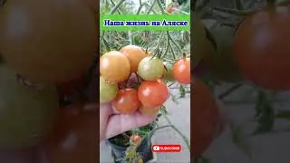ЛУЧШИЙ ТОМАТ ЧЕРРИ ДЛЯ ХОЛОДНОГО КЛИМАТА, Аляска Анкоридж Америка