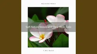Experience Hard Sleep with Unique Nature Tunes for Calm down pt. 2