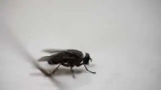 A housefly