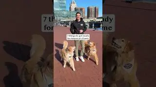 My dogs get ready for the big game!