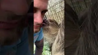 Animal park employee gets kisses from a sloth