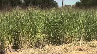 Switchgrass Research at OSU and SRNF - Developing a Sustainable Biomass Production System