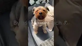 Byłeś na wyborach 🐶 #pies #yorkie #lolo #pieskiezycie