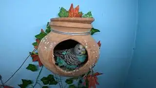 LIVE HatchingLIVE Hatching! 2 Baby Bird came | Watch the Amazing Process Unfold! Day 2 Part 2