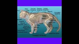 cat's skeleton. Anatomy