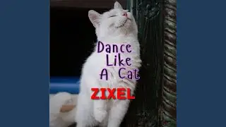 Dance Like A Cat