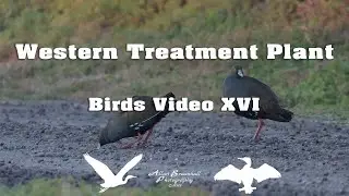 Western Treatment Plant - Bird - Video XVI #birds #australiannativebirds #birdsofaustralia #birdlist