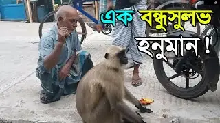বাজারে এক বন্ধুসুলভ হনুমানের কান্ড দেখুন | Kolkata village life | village life | #longur #monkey