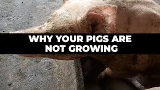 Why Your Pigs Are Not Growing, DO THIS INSTEAD