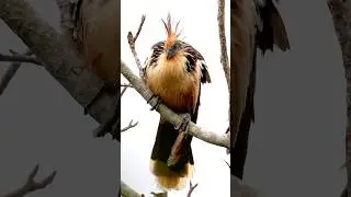Guyana's national bird, one of the most primitive extant bird species.Hoatzin (Opisthocomus hoazin).